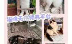 宠物领养是在哪些平台比较靠谱,猫在哪里领养比较好