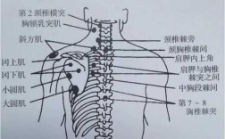 颈椎的反射区在哪里（颈椎病一般哪里痛）