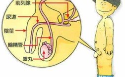 男性生殖器哪里最敏感