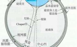 眼睛前房是哪里图片（眼睛前房是哪里图片）