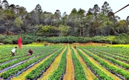 太原哪里有采摘园,太原哪里可以摘草莓的地方