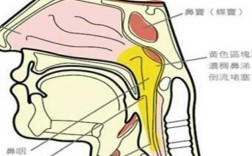 痰从哪里来的（人的痰是从哪里来的？怎样化痰）