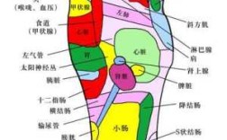 脚跟在哪里（脚跟在哪里图片）