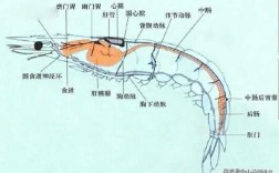 虾的心脏在哪里（虾的心脏在哪里）