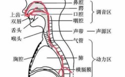 唱歌时用哪里发声？怎么练习,唱歌是用哪里发声图解