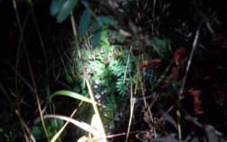 下雨天野鸡晚上在哪过夜,野鸡晚上在什么地方过夜