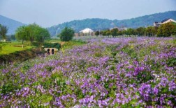 无锡哪里可以看到花海,无锡花海在哪里啊