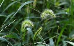 谷草哪里有（谷草哪里有）