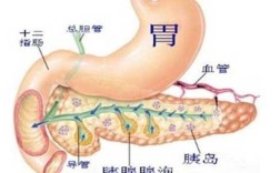 胰岛功能有恢复正常的可能吗,胰脏在哪里 结构图