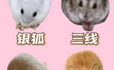 仓鼠到哪里买（仓鼠到哪里买）