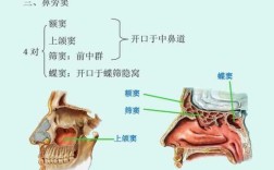 额窦是哪里（额窦是哪里个位置）