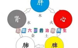 中医里，五脏对应五行，肺对应什么,人的肺部在哪里图片