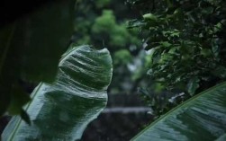 门环惹铜绿出自哪里（帘外芭蕉惹骤雨,门环轻叩沾铜绿,青花水墨愫伏笔,自顾自爱倚烟雨）