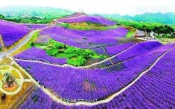 威宁花海在哪里（威宁花海在哪里地址）