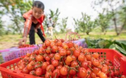 温岭哪里可以摘樱桃（临海立夏的习俗是什么）