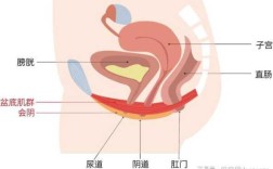 女人尿道口在哪里（女性生殖图示结构详解）