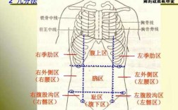 右季肋部在哪里（右季肋区在哪里）