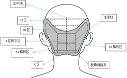 枕部是哪里