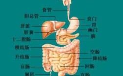 胃在哪里,胃是在哪里位置图片