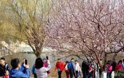 想踏春赏花去哪里好,北京踏春去哪里好