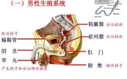 哪里造精子（哪个部位造精）