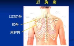 肩胛骨是哪里