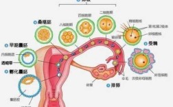 卵子排在哪里（卵子的存活时间）