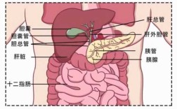 胰腺的位置在哪里,哪里是胰腺部位
