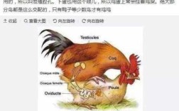 公鸡怎样给鸡蛋受精？公鸡的性器官长在哪里？母鸡的呢,公鸡的睾丸在哪里买