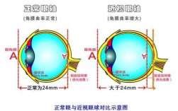 眼轴是哪里（眼轴是哪里到哪里的距离）