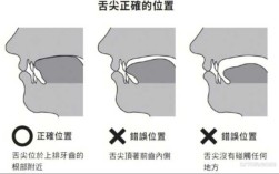 舌头放在哪里（舌头放在哪里才是正确的）