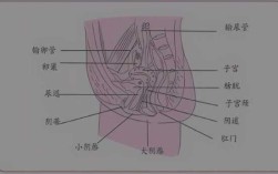 女外阴是哪里（女性外阴有多少种）