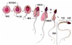 男生的种子哪里来的（男生的种子哪里来的）