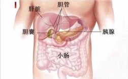 胰腺在哪里哪个位置,胰的位置在哪里图片