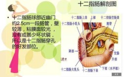 十二指肠球部在哪里（十二指肠球部在哪里图片 示意图）