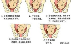 顺产从哪里生（请问生孩子是从哪里的地方生出来的呢？我们是想要顺产的）