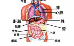 肝脏位置在哪里,肝胆的位置在哪里呢图片