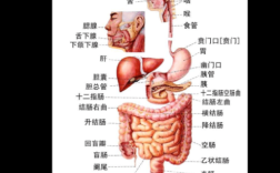 十二指肠在哪里人体示意图