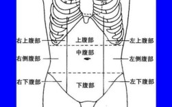 上腹是哪里（上腹是在哪个位置图）