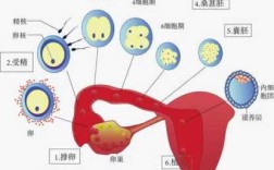 人类的精子卵子是如何结合的,精卵在体内存活多久