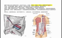 腹动脉在哪里（前腹壁下腹准确位置）