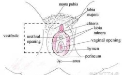 女生敏感的部位在哪里（女生敏感的部位在哪里）