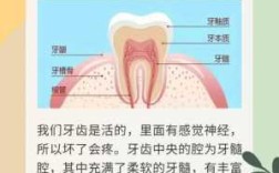 牙疼是哪里的火引起的,下牙疼是什么火