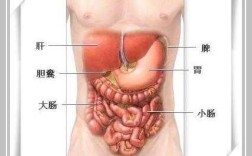 肝在什么位置,肝在哪里位置图