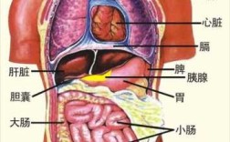 五脏六腑的具体部位,五脏六腑在哪里