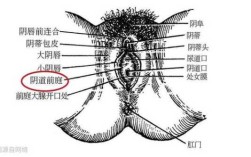 啪啪录音哪里可以听