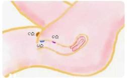 女生的c点在哪里（女生的c点在哪里）