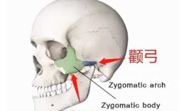 颧弓是哪里（颧弓是哪里图片）