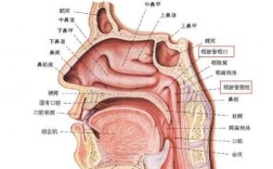 咽鼓管是哪里（咽鼓管是哪里的结构）