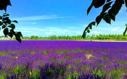 丽江薰衣草花海在哪里（丽江薰衣草花海在哪里啊）